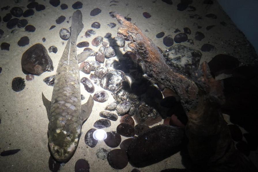 Meet Methuselah, the oldest living aquarium fish