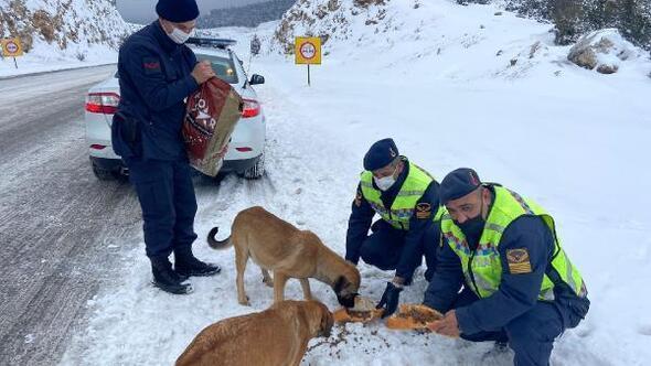 Authorities leave food for animals amid winter