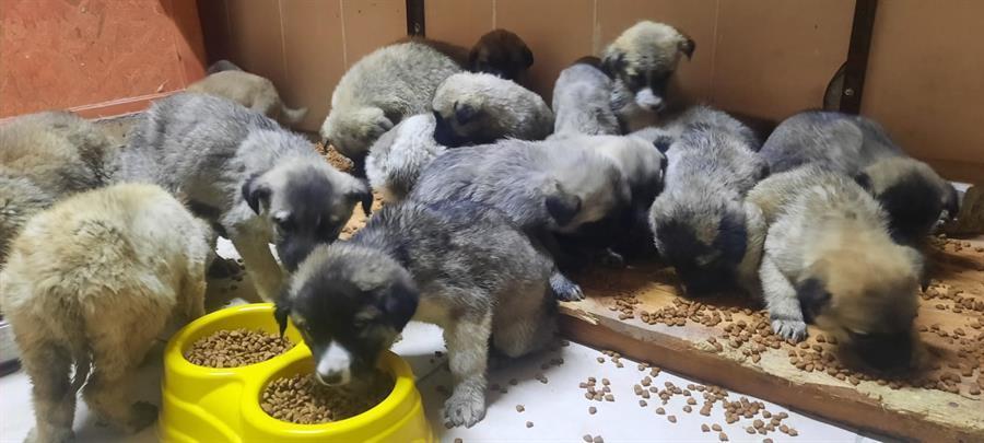 Puppies found freezing taken under protection