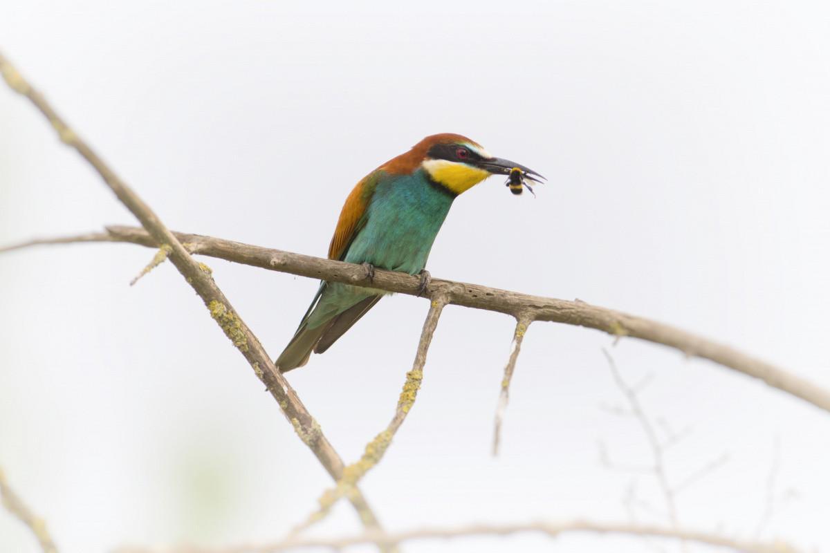 Exhibition on birds of Istanbul expects visitors