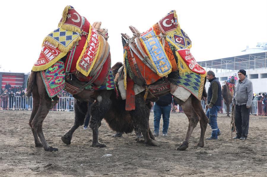 Thousands gather to see camels wrestling in Mediterranean town