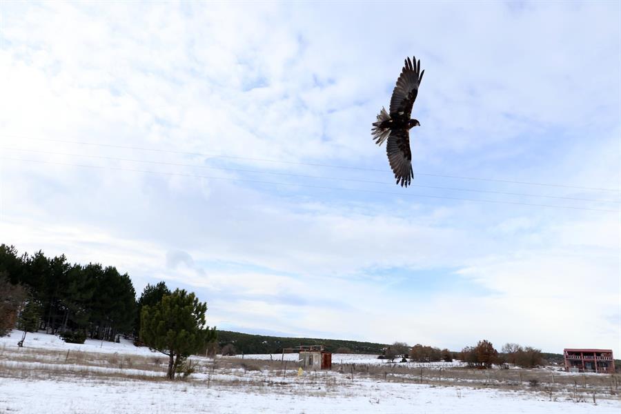 Wounded wild birds released into nature