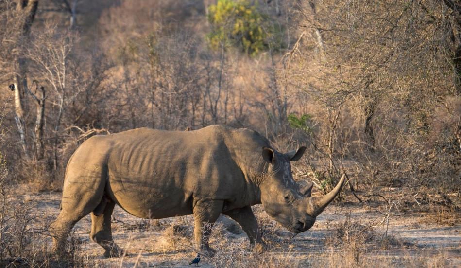 Uptick in rhino poaching as S Africa eases virus curbs