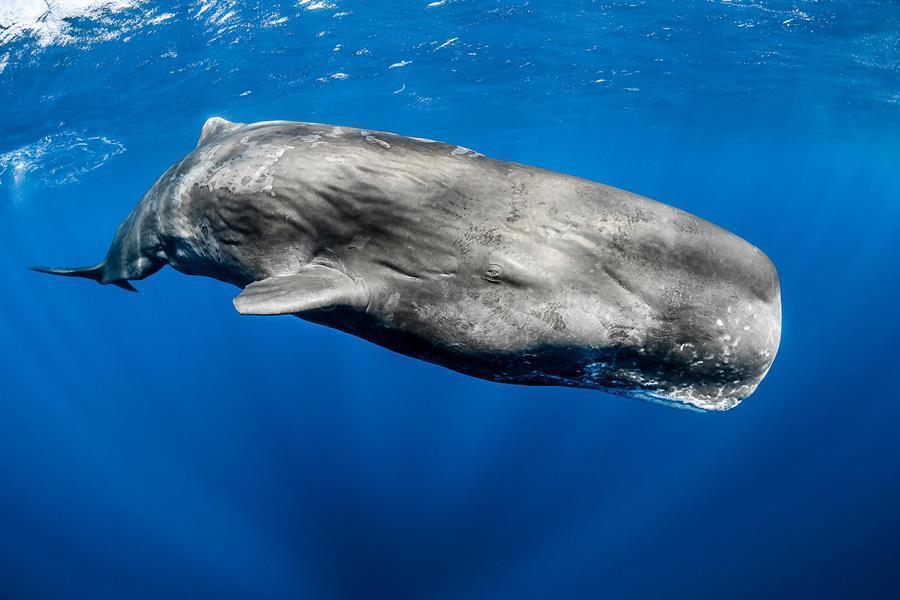 Whales species seen in Turkish waters in danger: Expert