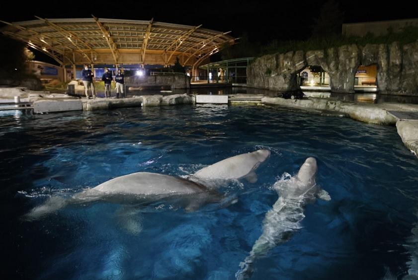 Whale brought from Canada to US dies