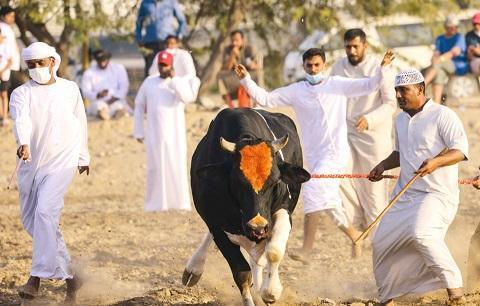 Little-known bullfighting tradition lives on in UAE
