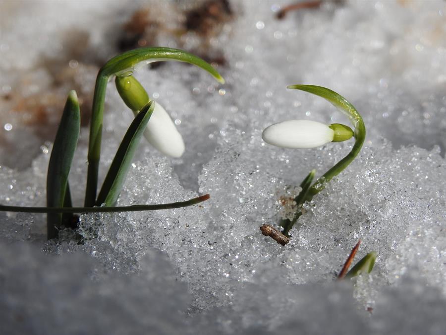 Penalty for picking snowdrop in Mt Spil rises to $8,070