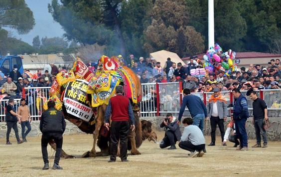 Thousands gather to see camels wrestle in Aegean town