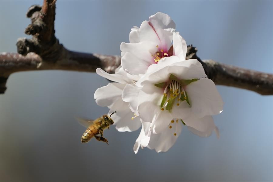 Beekeepers turn to anti-theft technology as hive thefts rise