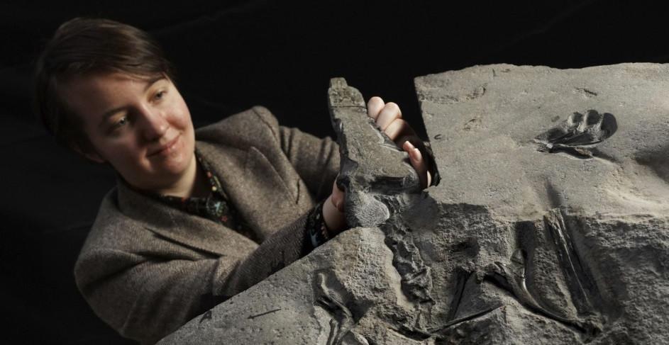 ’Superbly preserved’ pterosaur fossil unearthed in Scotland