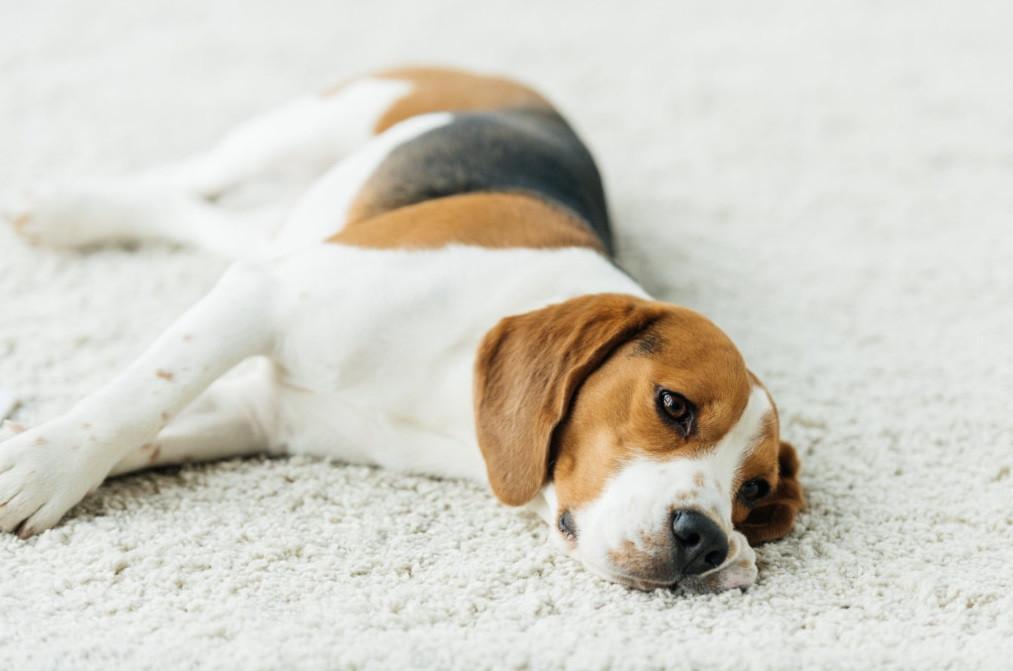 Dogs show signs of mourning after loss of canine companions