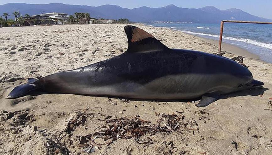 Scientists to find cause of dead dolphins washing up on Istanbul shores