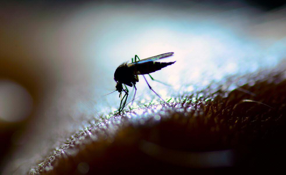 Expert warns of Asian tiger mosquito invasion for summer