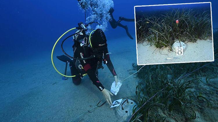 Work to protect Gökova Gulf’s seagrass begins