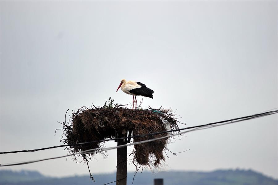 Baby of famous stork hanging out in Sudan