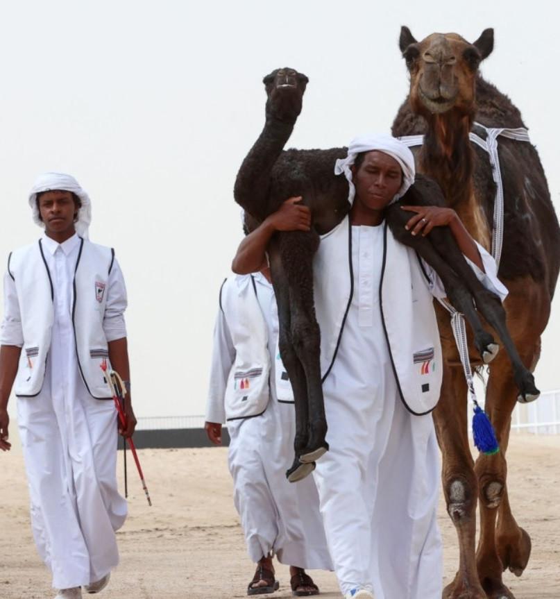 Comely camel pouts its way to record beauty prize in Qatar