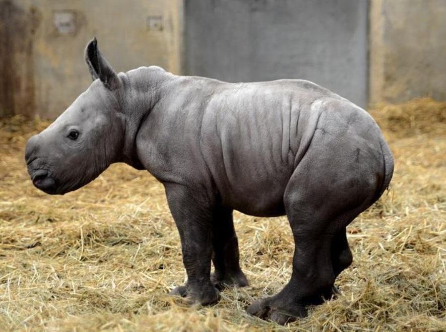 UK zoo names white rhino ’Queenie’ for Elizabeth II