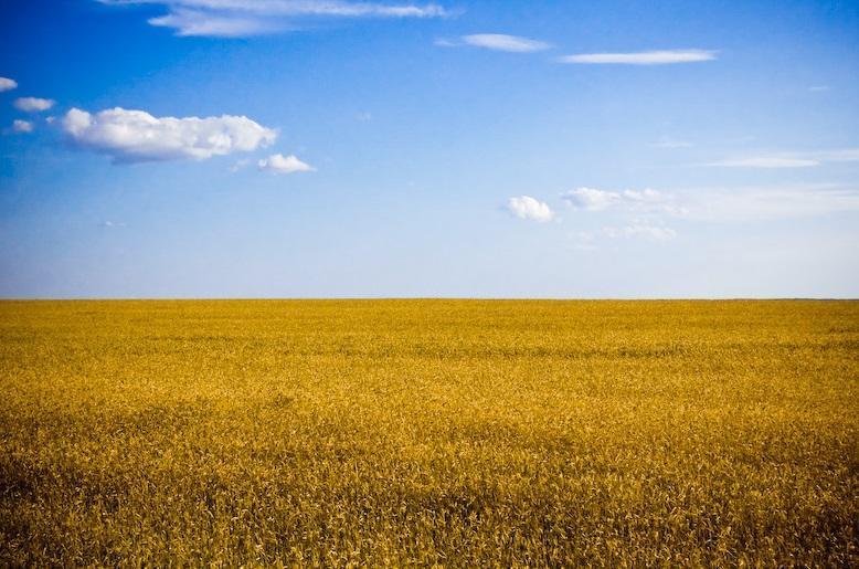 Blue skies, golden fields and sunflower