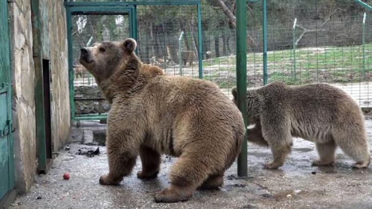 Bear family to adapt to natural life after rehab in Bursa