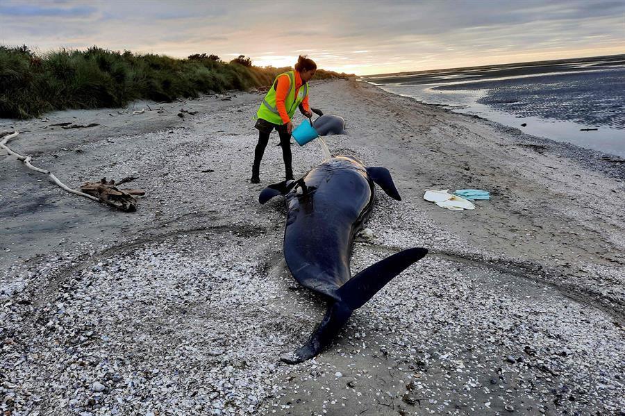 Dozens of whales die in New Zealand mass stranding