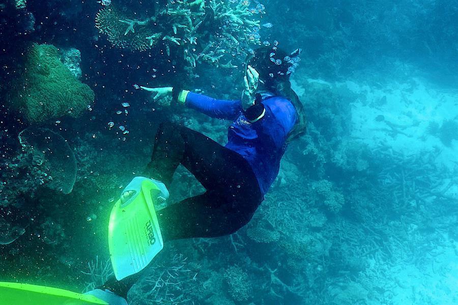 Great Barrier Reef suffers ‘widespread’ bleaching event