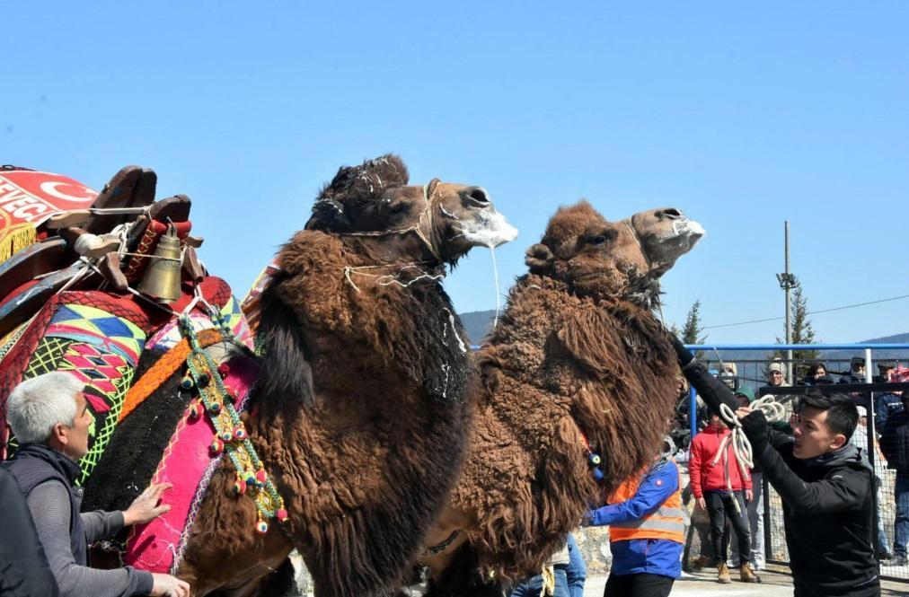 Thousands gather to see camels wrestling in resort town