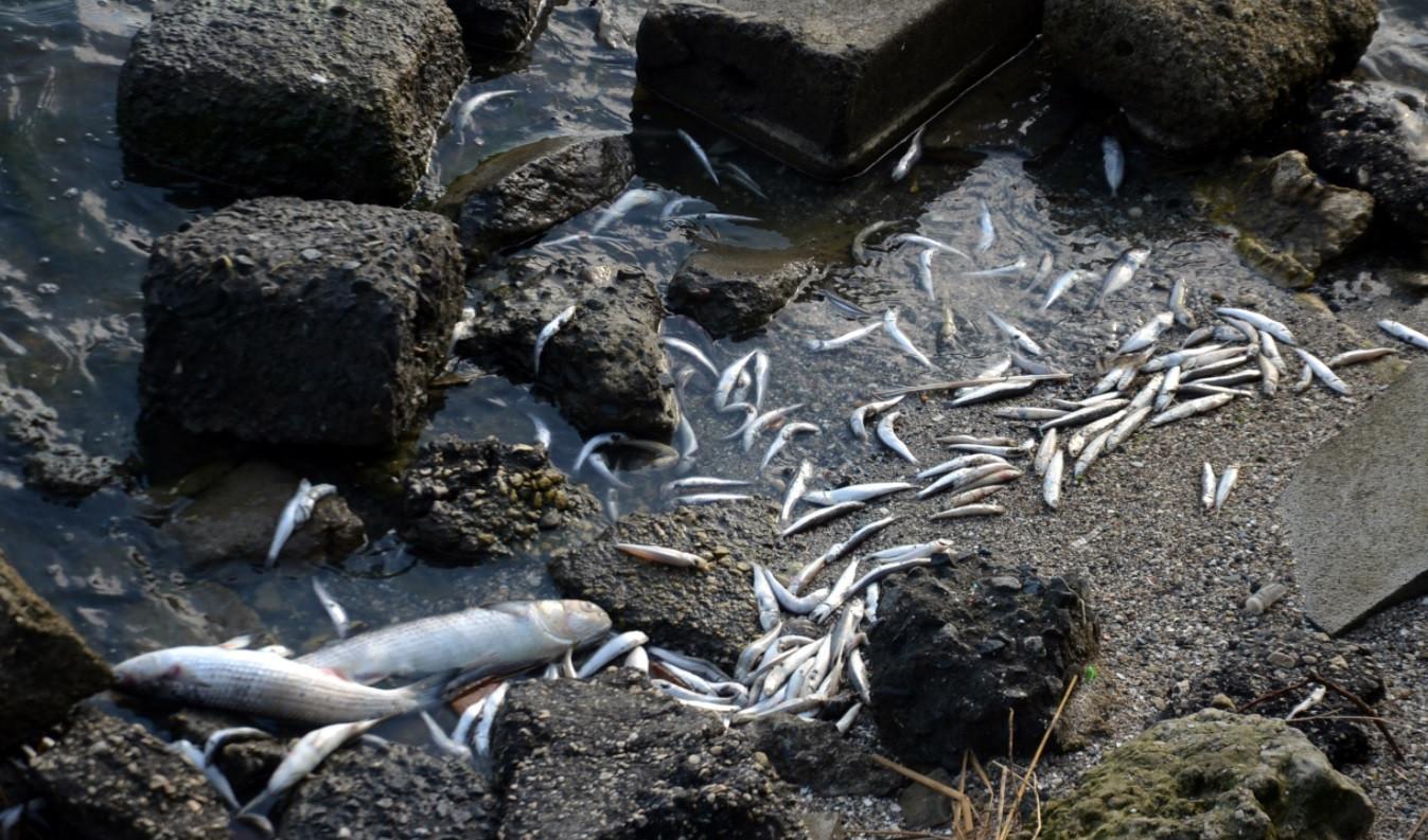 Major lagoon in Istanbul needs restoration: Expert