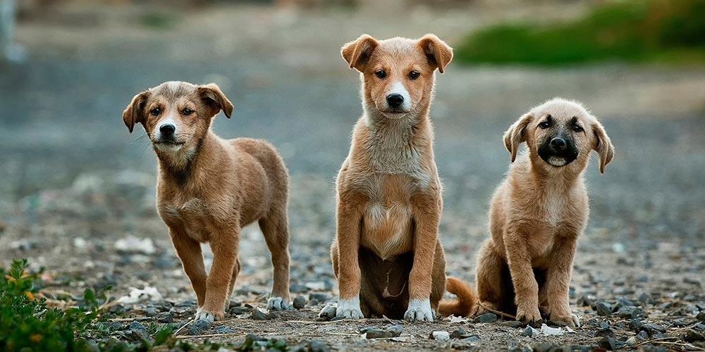 Most Turks do not think of stray animals as dangerous
