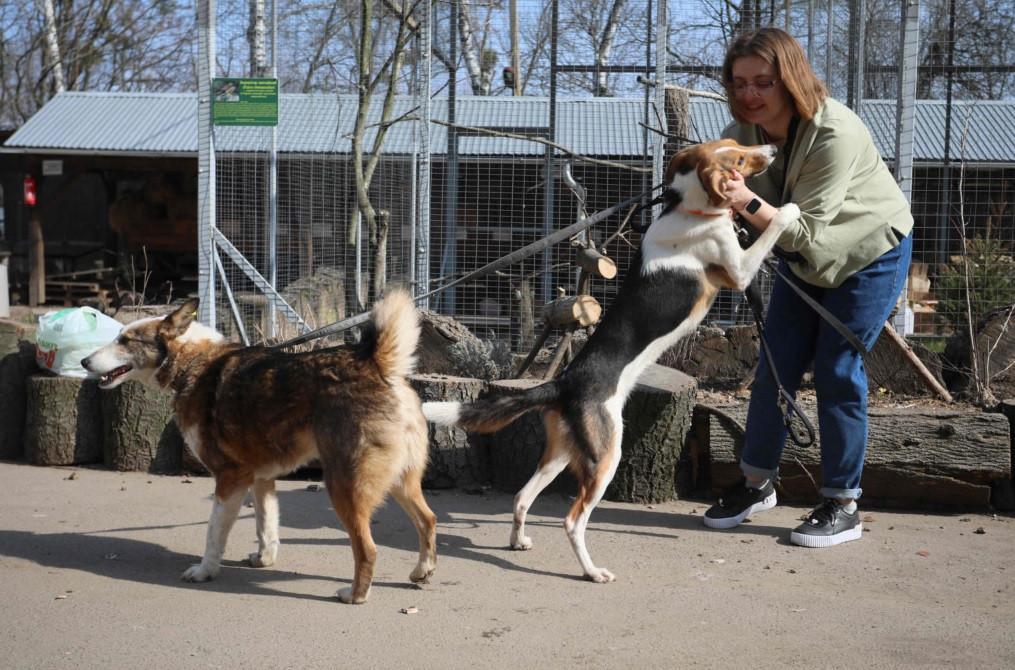 Abandoned animals join Ukraine’s war exodus