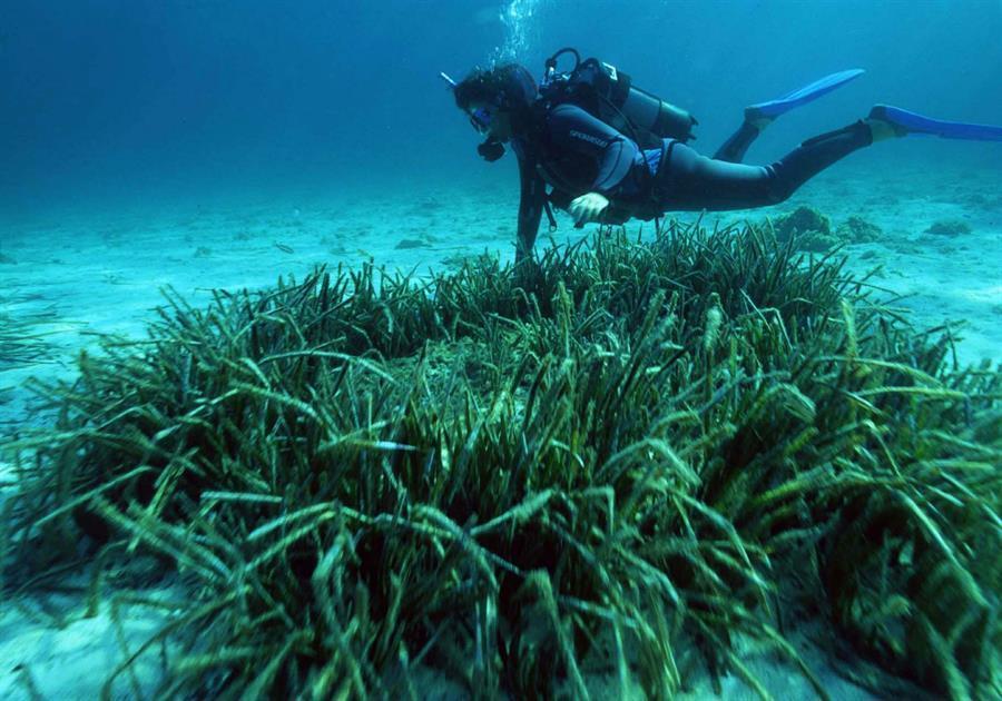 90 pct of seagrass damaged in Aegean, Mediterranean seas, study shows