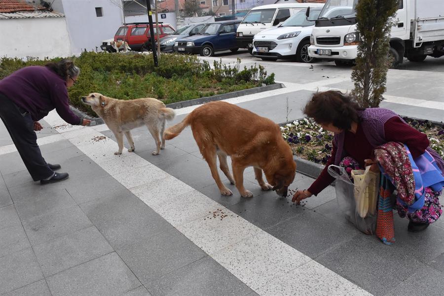 Locals collect waste oil to raise money for stray animals