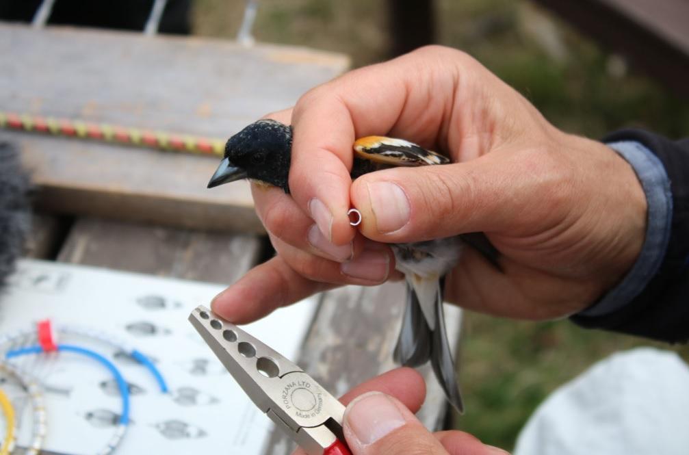 Nearly 34,000 birds ringed in 2021