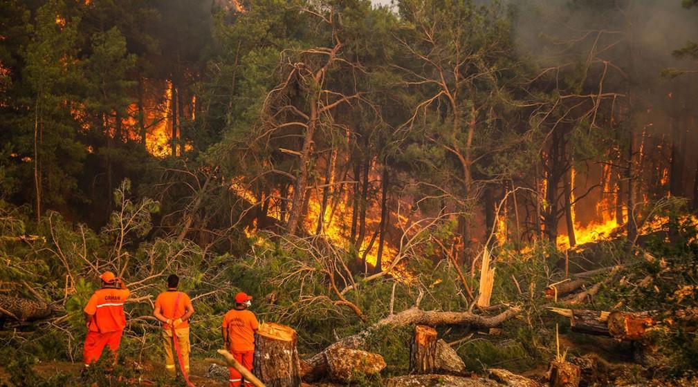 ‘Forests burned in summer of 2021 replanted’