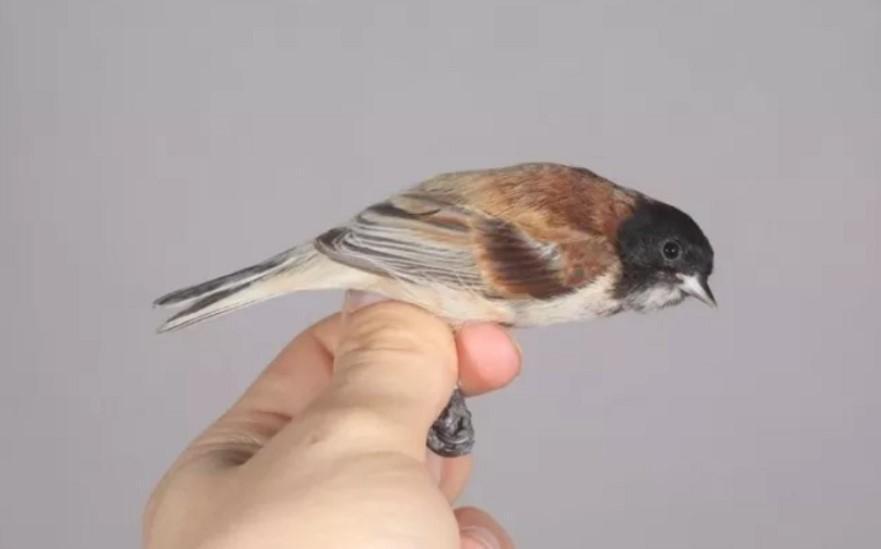 Black-headed penduline tit spotted in Turkey