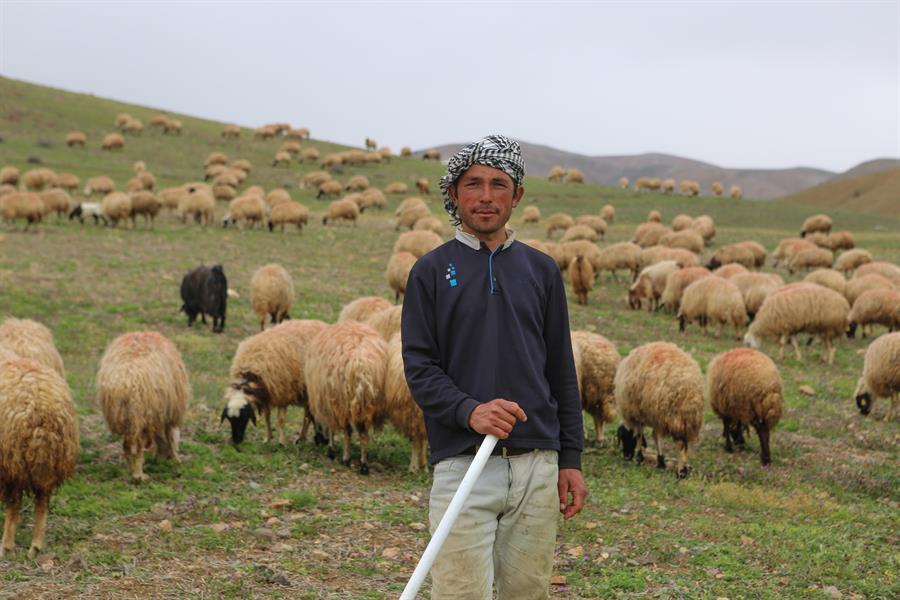 Afghan becomes shepherd in Turkey’s east to raise bride price
