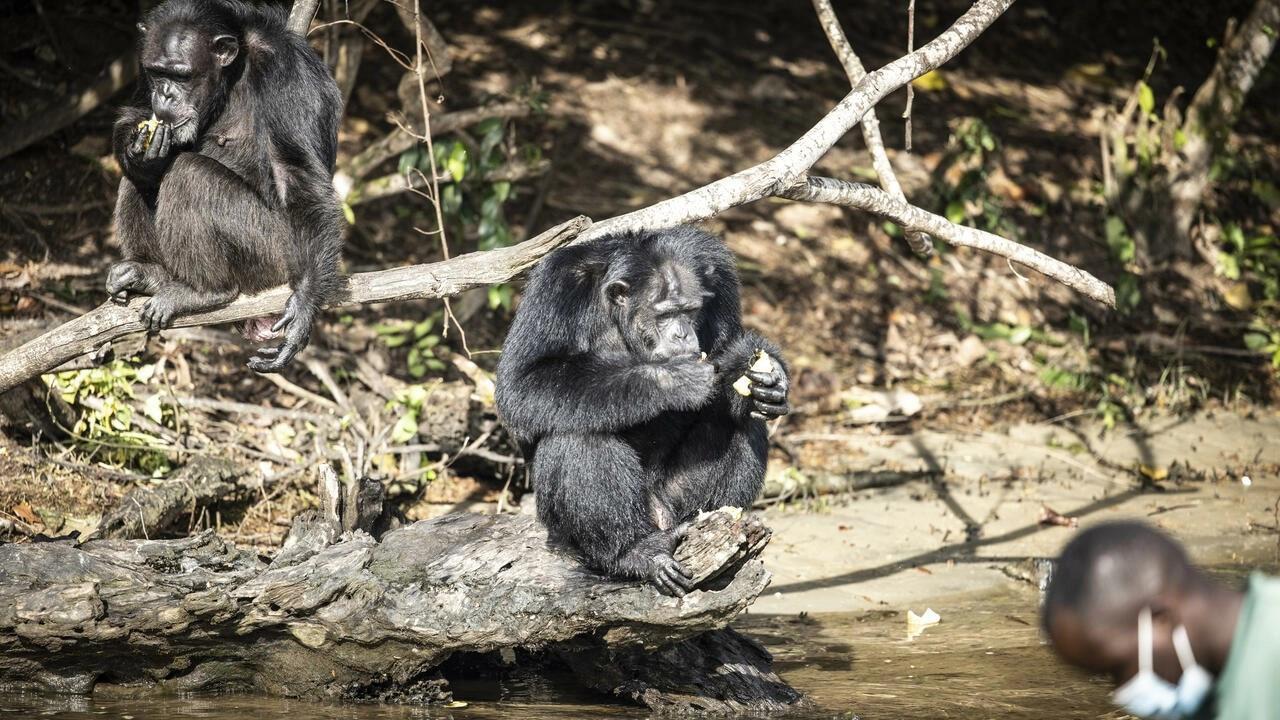 After life of trauma, Liberian lab chimps settle into retirement