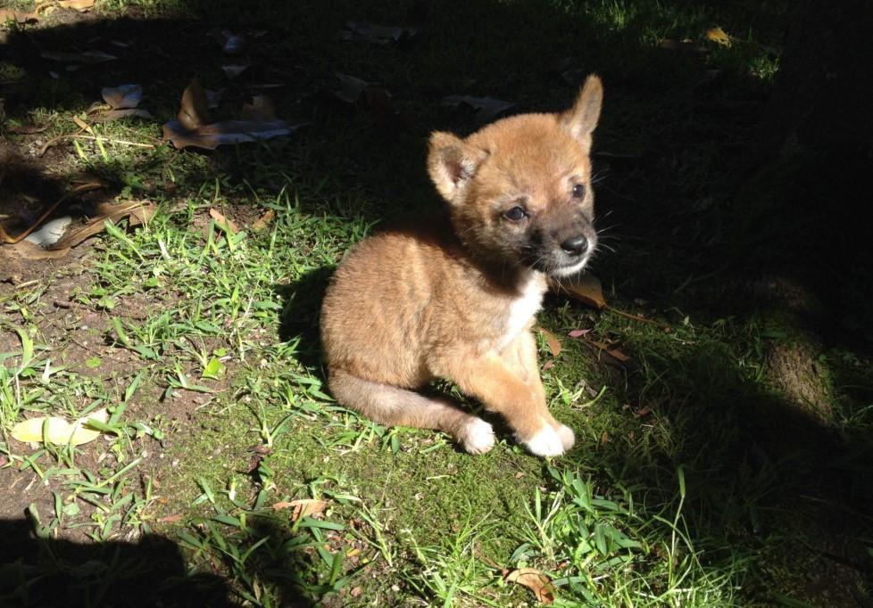 Dingoes aren’t just feral dogs, says study