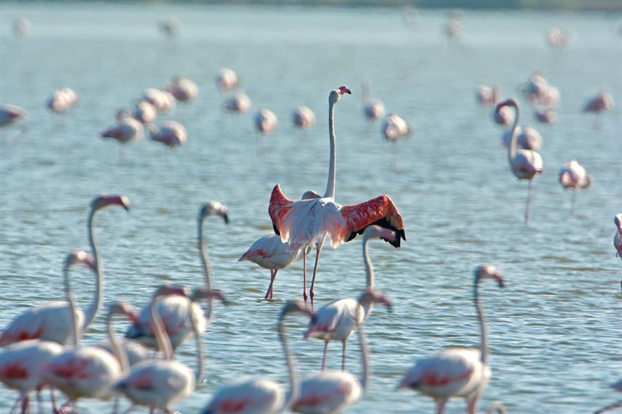 Gediz Delta added to ‘Birding Places’ list