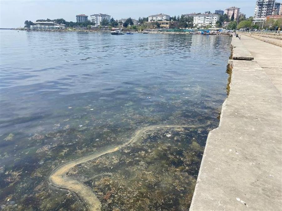 New form of mucilage appears off Istanbul coasts: Expert