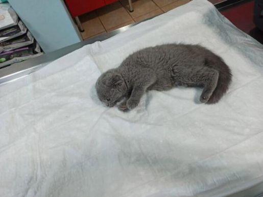 Man receives two-year jail term for killing kitten