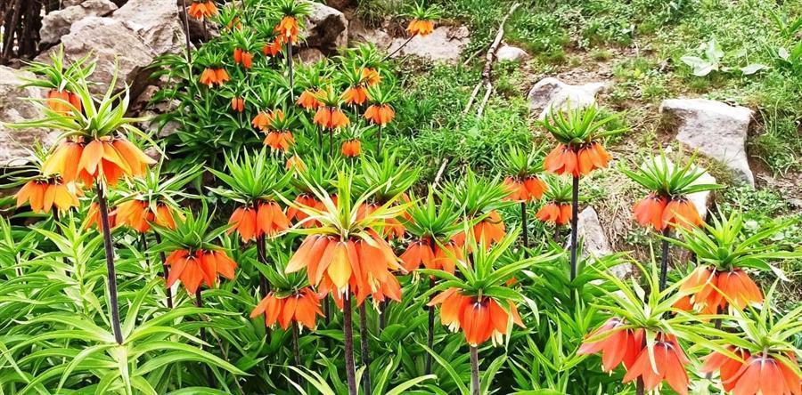 Nature enthusiasts run to take photos of crown imperials