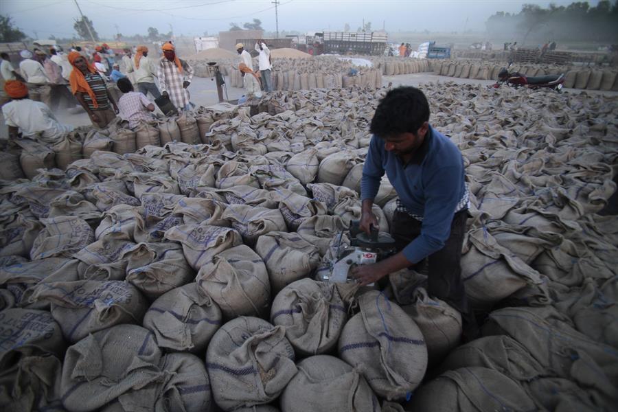 Heat wave scorches India’s wheat crop, snags export plans