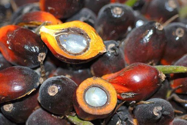 Indonesias Palm Oil Export Ban Heats Up Vegetable Oil Market Latest News