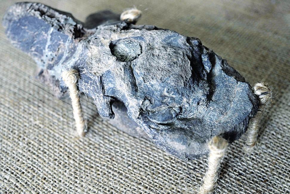 ‘Death shadow’ dinosaur unearthed in Argentina