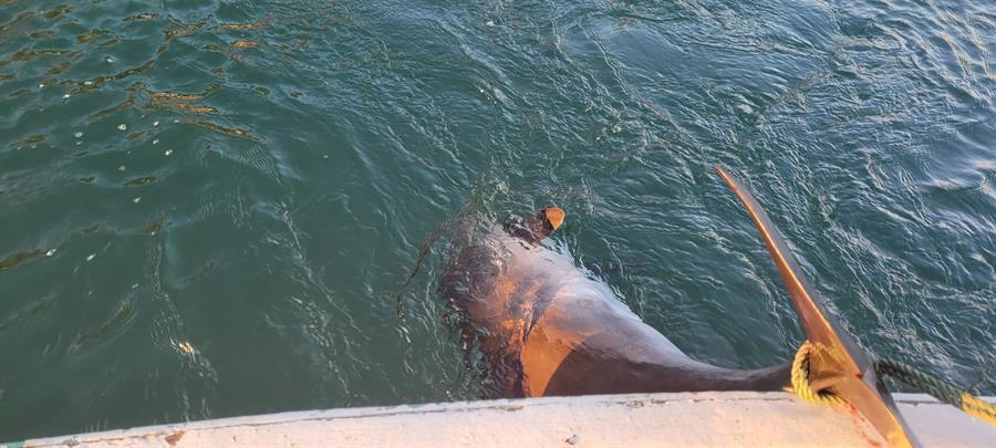 Rise in dolphin deaths may be due to Ukraine war: Scientists