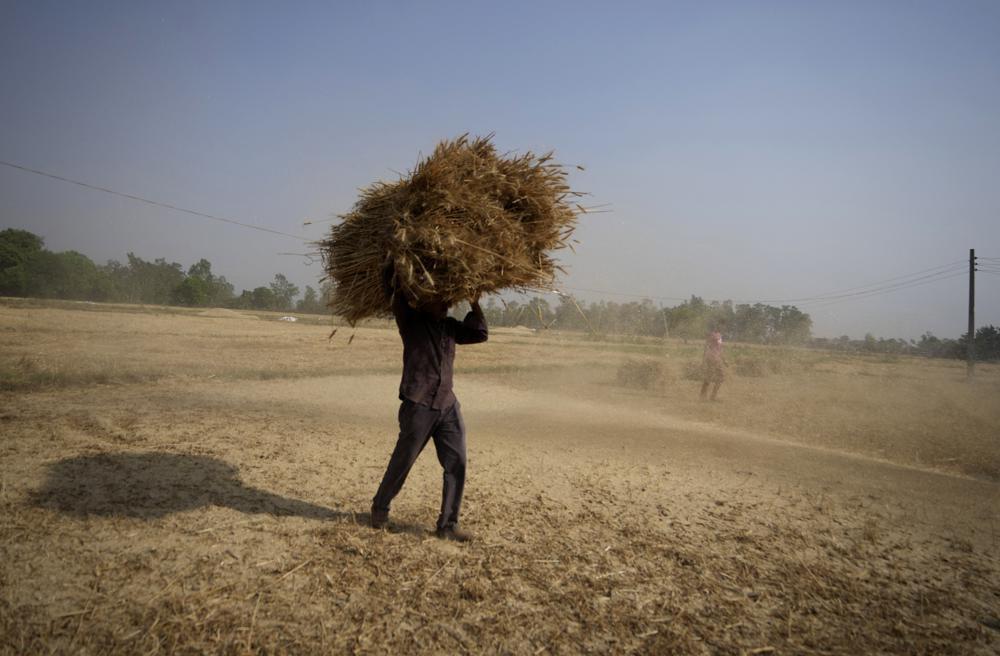 India open to exporting wheat to needy nations despite ban