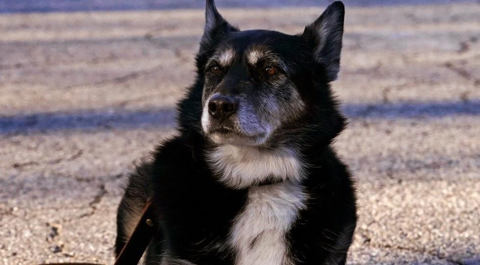 K-9 featured in Netflix’s ‘Rescued by Ruby’ euthanized