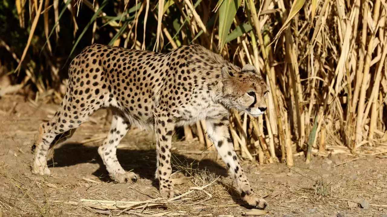 Second endangered cheetah cub dies in Iran