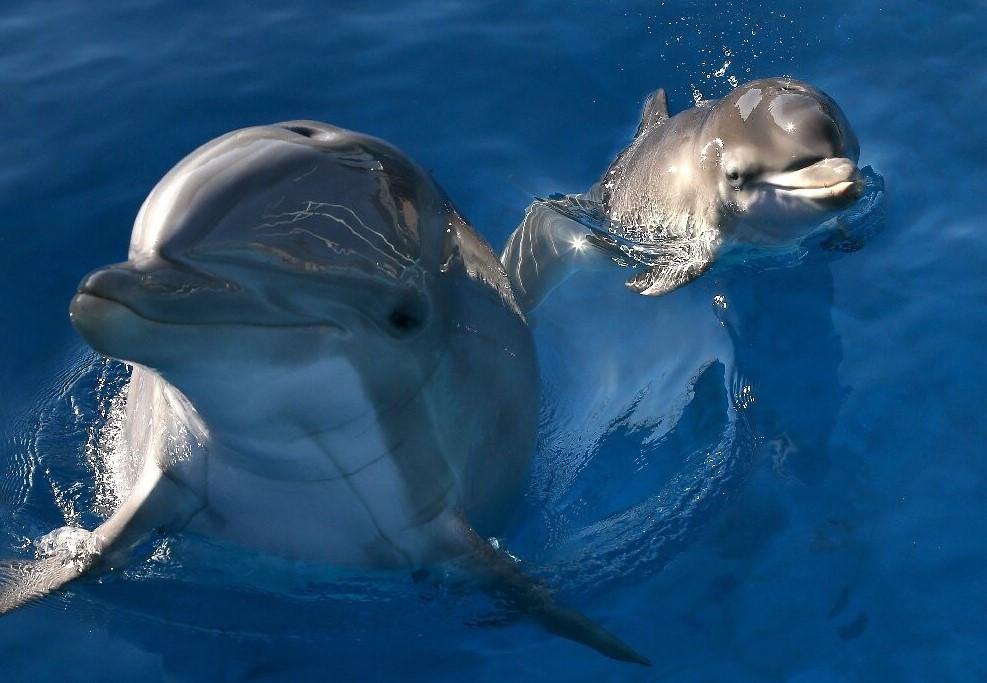 Dolphins taste friends’ urine to know they’re around