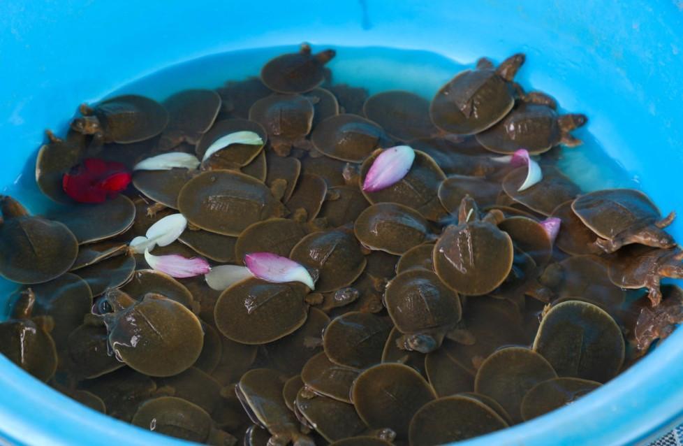 Endangered giant turtles released on Turtle Day